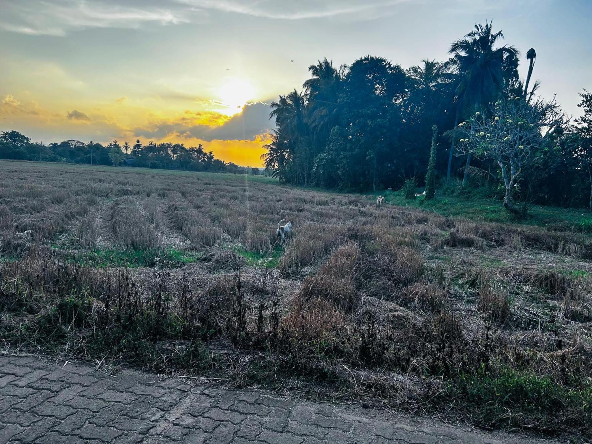 Windy Villa Polonnaruwa Exteriér fotografie